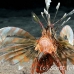 lionfish_common_man_h_0005_egy0847.jpg